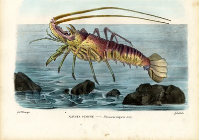 Crostacei da Raimundo Petraroja